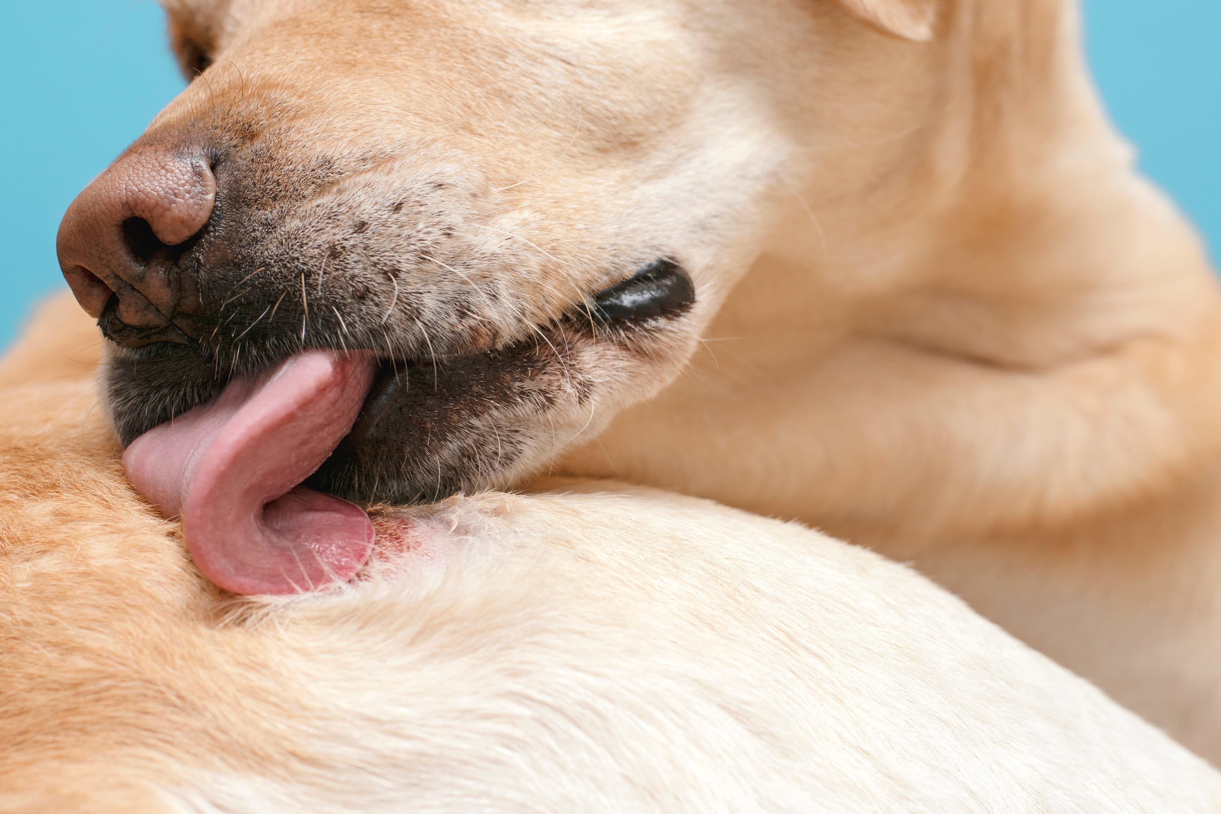 Понос у собаки - что дать, чем лечить диарею у собак, что можно и что нельзя